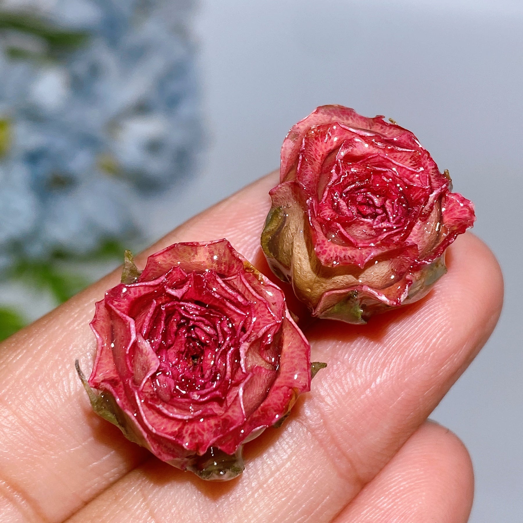 Natural Rose Flower Earring